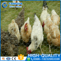 Alibaba supply high quality Galvanized Hexagonal chicken Wire Mesh